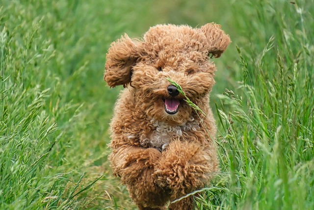Champion Bloodline, Life-Changing Purpose: The Crufts Great-Grandpup Who Became a Stroke Survivor's Best Friend