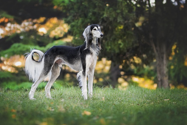 Scotland Set to Ban Greyhound Racing — For Dogs Like Bert, It Can't Come Soon Enough