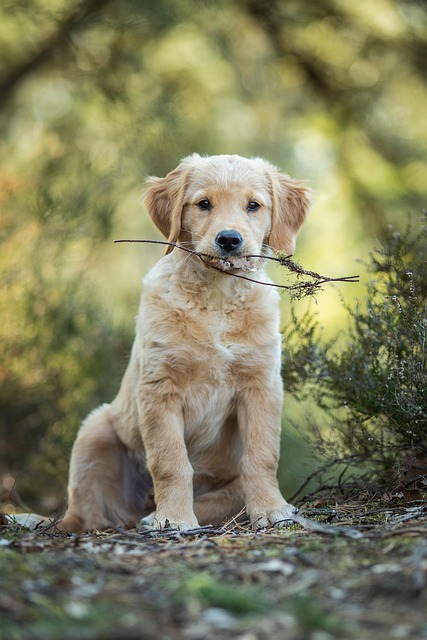 The Bark That Saved a Life: How a Golden Retriever Became a CPR Hero