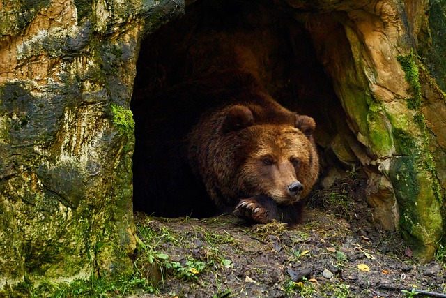 Rescued Bear Family Wakes From First Ever Natural Hibernation