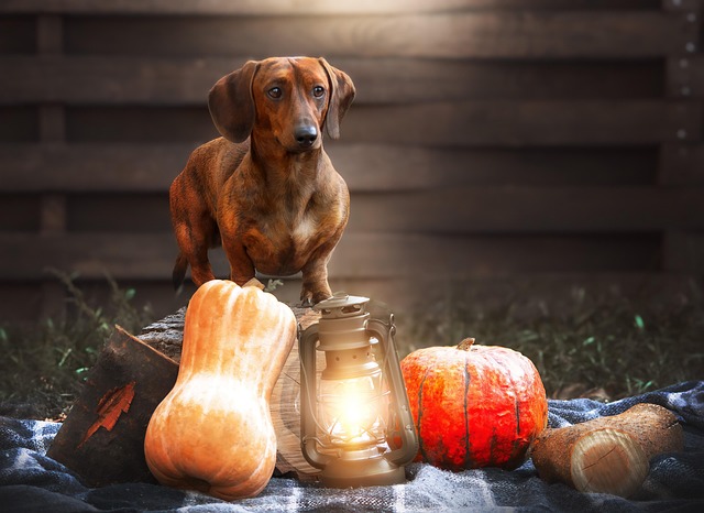 Three Little Pigs Escape — and Lead to the Rescue of a Missing Dachshund