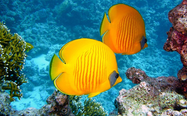 From Track to Reef: McLaren's Machine One Could Plant a Million Corals a Year