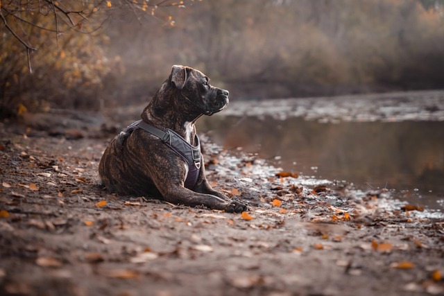 From Floor to Belly-Up: How Rescue Pitbull Pumpkin Won the Internet in 24 Hours