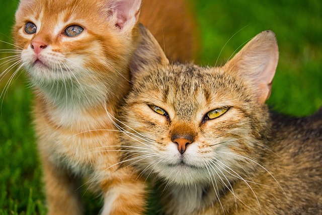 Meet Rebel — The Ginger Cat Who Got Himself Banned from Glasgow College
