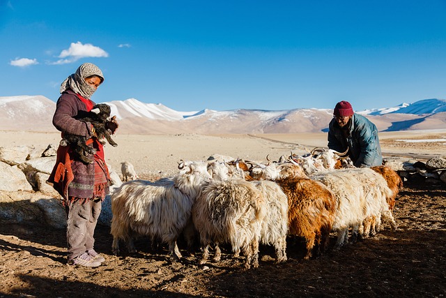 A Himalayan Yak Gene Could Hold the Key to Repairing Nerve Damage in Multiple Sclerosis