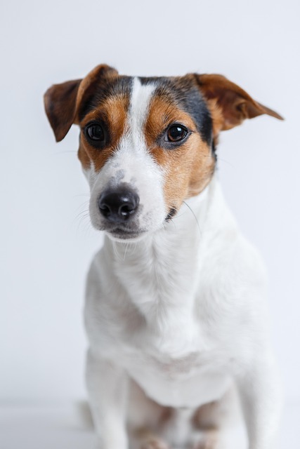 From the Back Streets of Glasgow to the Green Carpet at Crufts — The Wee Rescue Dog Who Changed Everything