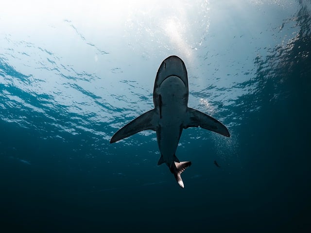 Bull Sharks Have Best Friends — And Avoid Sharks They Don't Like