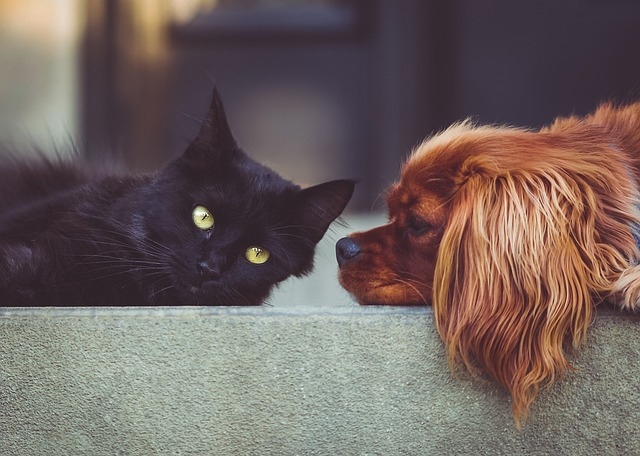 Milton's Animal Home to Close After 66 Years — and a Community Is Left Counting the Cost