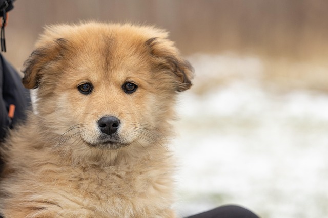 Nearly 100 Dogs Are Waiting for a Forever Home in Scotland — Could You Be the One?