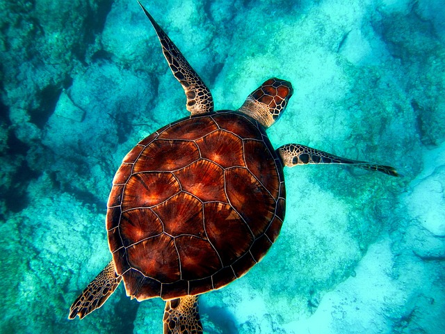 The World Just Got a Legal Shield for Half the Planet
