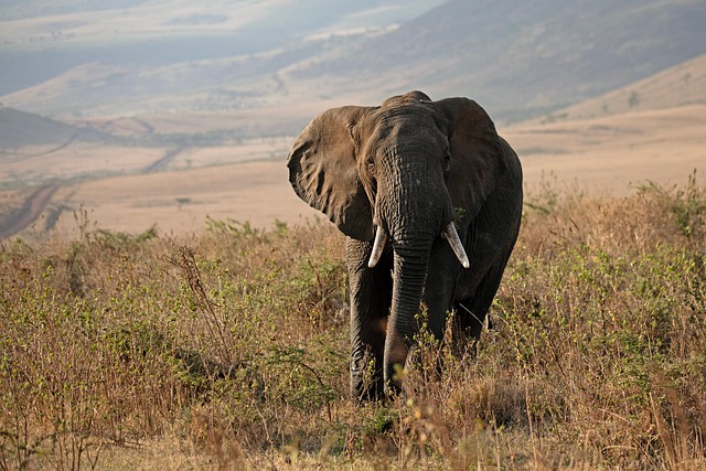 AI Is Now Listening to Nature Across 10,000 Locations — and It's Transforming Conservation