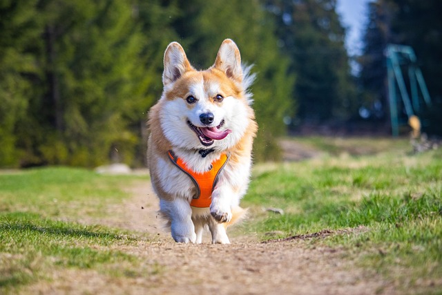 Seven Dogs Chew Their Way to Freedom: The Viral Story of a Pack That Refused to Give Up
