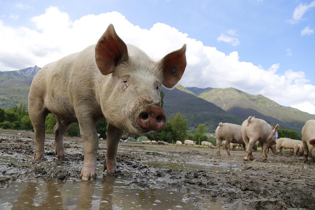 From a 700-Pound Hiking Pig to a Rottweiler Raising Ducklings — The Science Behind Cross-Species Bonds