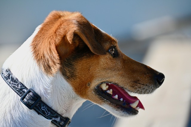 Meet Colin: The 16-Year-Old Terrier Who Found a Forever Home in Just 26 Days
