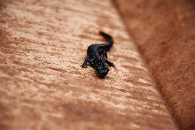 Scotland's £65 Million Nature Mission Is Working — And the Newts, Whales, and Woodlands Are the Proof
