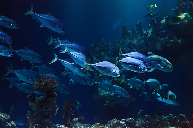 A National Park Bigger Than Texas — Just Under the Ocean: Chile Creates One of Earth's Greatest Marine Sanctuaries