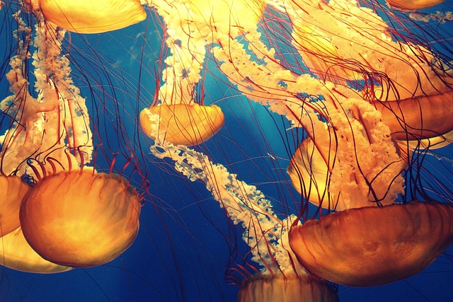Scientists Dive Into Scotland's Deep-Sea Trenches — and Find 40 Species Nobody Has Ever Seen Before