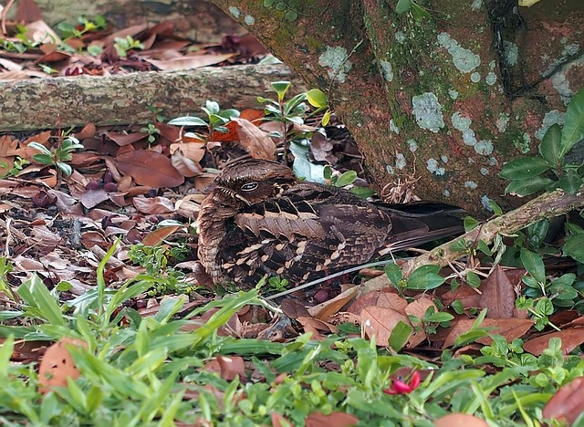 Britain's Most Mysterious Night Bird Doubles Its Population in Remarkable Comeback