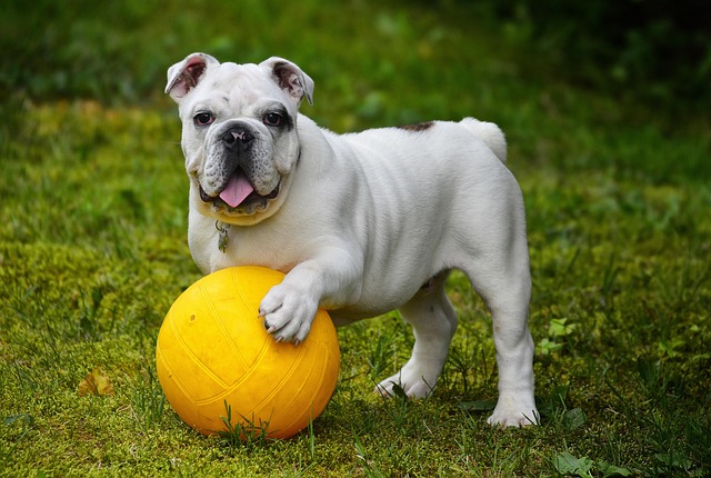 The Special Boy Who Waited 500 Days: Scotland's Most Patient Rescue Dog Finally Has a Forever Home