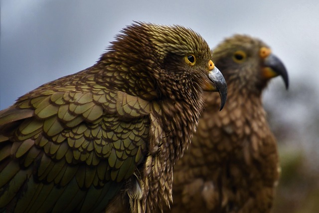 From the Brink to the Bush: New Zealand's 250th Kiwi Release Marks a Triumph of People Power