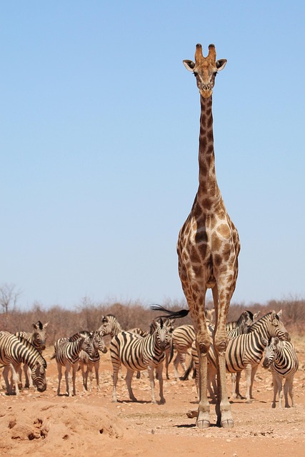 Bakari and Kurtsie: The Giraffe and Zebra Friendship Melting Hearts Worldwide