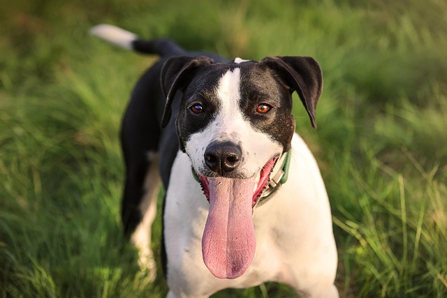 'She Was Dying': The Rescue Dog Who Defied the Odds and Stole Hearts Online