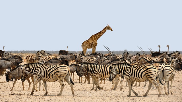 The giraffe and the zebra: an unlikely friendship that has the internet in bits
