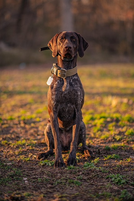 Good boy, Fillmore: the German shorthaired pointer who barked his family awake and out of a burning house