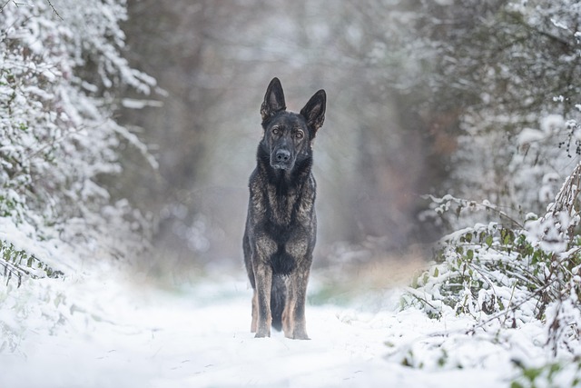 The German Shepherd, the Baby Boar, and the Science of Why Dogs Befriend Everyone