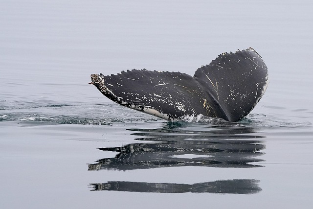 Glasgow scientists trace the final journey of Scotland's stranded pilot whales