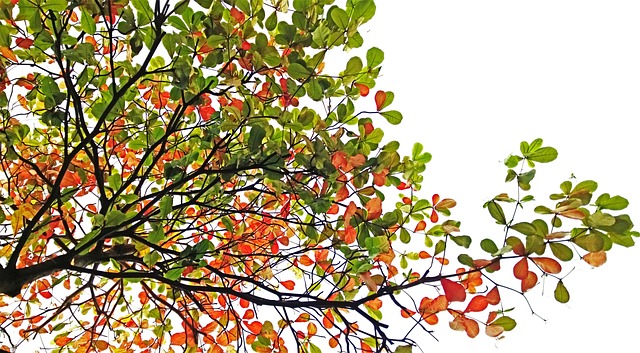 How Tropical Trees Evolved to Breathe at Night to Beat Drought