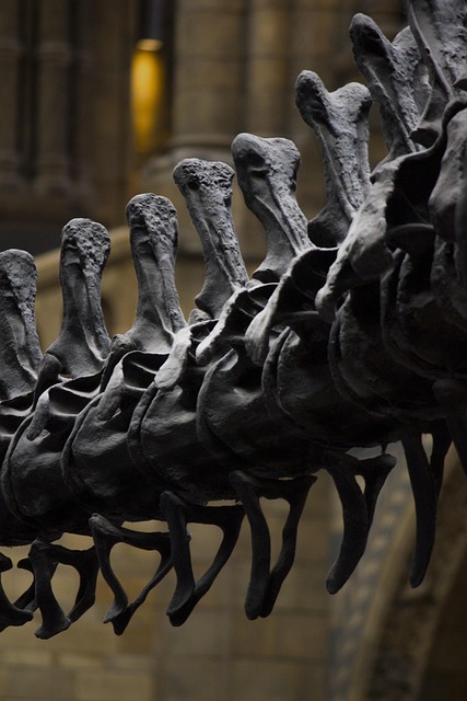 Tiny 245-million-year-old sea reptile fossil preserves its stomach, liver and intestines
